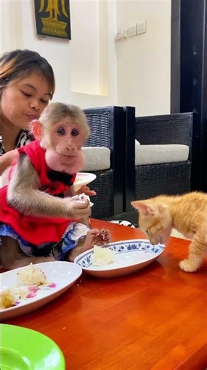 Monkey life full of joy at home 🐒🏡😊 #Monkey #CuteAnimals #HappyLife
