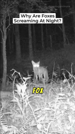 Why Are Foxes Screaming At Night?