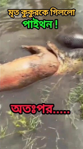 Swallowed a Dead Dog—Then What the Python Did Next! | Swallowed a Dead Dog—Then What the Python D...