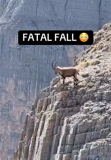 GOAT HAS FATAL FALL FROM HUGE MOUNTAIN 😳 #fall #goat #mountain #wildlife Keywords: mountain goat fall, epic goat fall, , massive mountain, long fall, pov , extreme mountain, fall, documentary , immersive , natural , mountain cliffs, high altitude , extreme wildlife