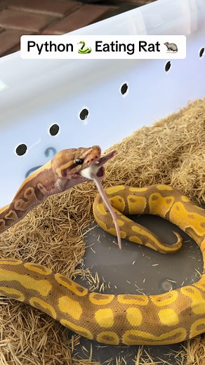 Python 🐍 Eating Rat 🐀 at WaterMax Enterprises