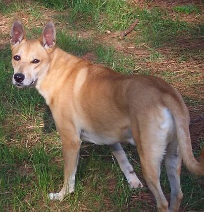 American Dingo - Carolina Dog