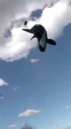 Orca Attacking Seal — Open Ocean #wildlife #shorts