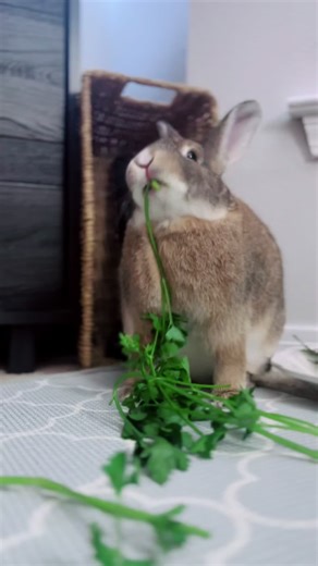 Pretty Harp #fyp #tiktok #pets #rabbit #bunny