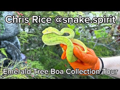 One Of The Best Emerald Tree Boa Collections In The World!