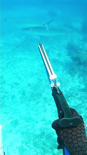 I Speared a GIANT Fish Underwater!