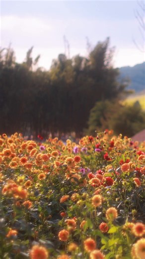 Đà Lạt không thể bớt đẹp nên tui không thể không đi 🥰 📍 The Florest - Hoa Trong Rừng #dalat #storyofdalat | Đà Lạt