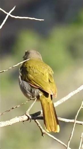 Bokmakierie's calling #nature #birdsong #wildlife #naturesvoice #birds #birdsounds #aves #bird