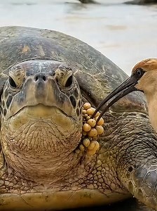 Dr. Moro: lIbis Saves a Turtle! 🐦🐢 Watch this amazing moment! An ibis carefully removes a dangerous parasite from a green sea turtle 🐢💚 on the shoreline 🌊, saving its life! Nature at work! 😲✨ #aianimals #fyp #wildlife #turtle #doctormoro