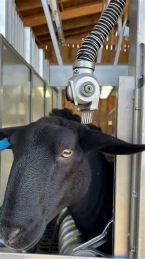 This Black Sheep Gets FULLY Shaved in Seconds… The Transformation Is Wild 😳🐑⚙️