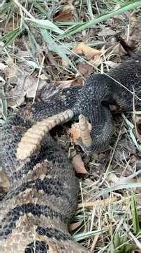 Rattlesnakes Mating! Almost stepped on them 😱#reptiles #wildlife #animals