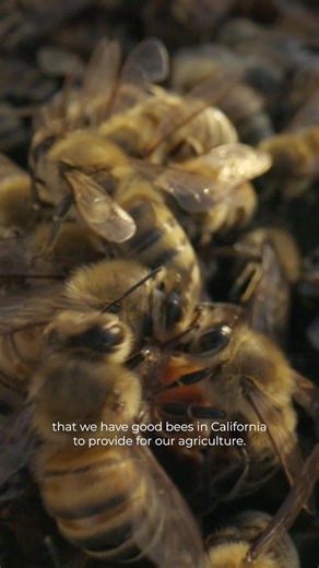 Beekeepers like Cameron Robertson in California work hard — but the reward is sweet. The local honey their bees produce has a uniquely sweet taste with floral notes that can’t be found anywhere else. We’re proud to exclusively source 100% U.S. honey
