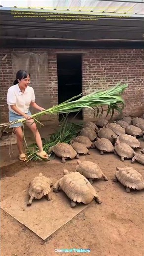 De l'herbe fraîche pour les tortues : une femme nourrit de grands reptiles dans la cour.