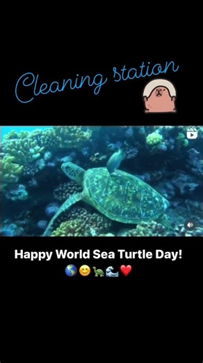 A cleaning station is a space on a reef that is marked by the presence of cleaners – m #turtle