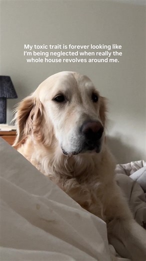 Truly the most emo-looking dog if no one is playing fetch with him. 😭🙄😂 #funnydog #funnypet #funnyvideos #saddog