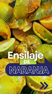 With the Silage for oranges, we can use better the residues from the different industrialization processes. After the fermentation process, we can preserve the quality of its nutrients for feeding ruminants.It is important when carrying out This silage process, provide the optimum conditions for an anaerobic fermentation, as this is a product high in carbohydrates can lead to a fast presence of fungi due to a bad fermentation process of the silage, generating harmful toxins in the animal feed.#r