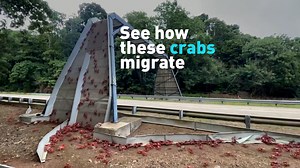 70K views · 99 reactions | All roads lead home for these red #crabs migrating from the jungle to the sea on Christmas Island. Check them out on their journey. | CGTN America | Facebook