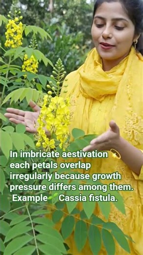 Cassia fistula 🎊 imbricate aestivation 🌱Do you know!!!
