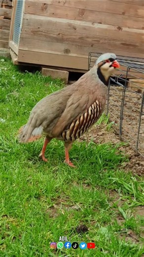 Chukar Partridge Sound 🔊 | Real Keklik Call #shorts