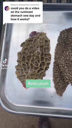 Replying to @dhbutterfly there are 4 parts to the ruminant stomach. Check it out! #dairy #cow #ruminant #rumen #abomasum #fourstomachs #cattle #digestive #gi #stomach #gastrointestinal #dairydoc #dairykind