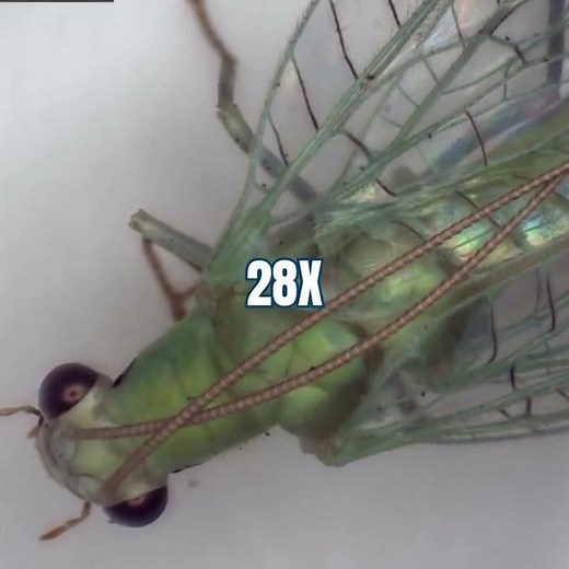 What does a Lacewing look like?