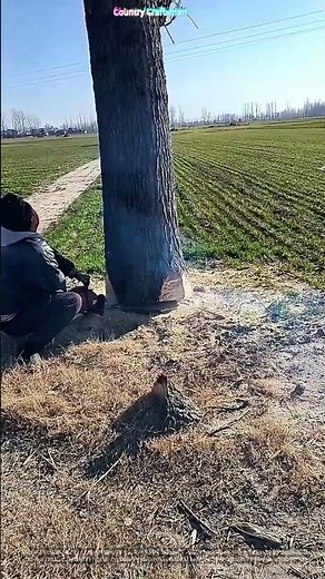 Felling Giants: The Art of Safe Tree Removal with Chainsaws