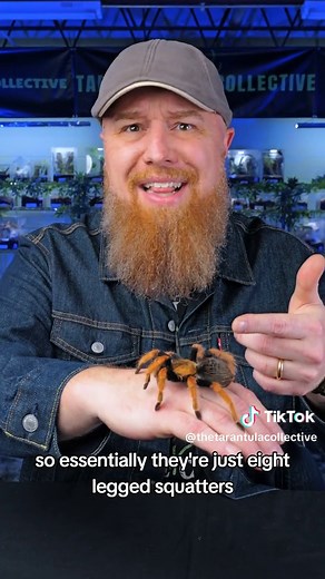Tarantula Collective on TikTok