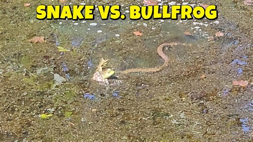 Can This Snake Swallow a Bullfrog? Nature’s Showdown!