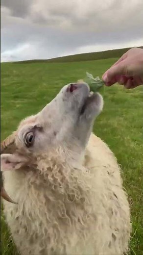 Organic Life on a farm in Iceland - Pálína Axelsdóttir Njarðvík