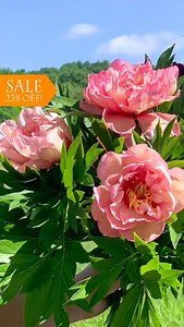 ‘Magical Mystery Tour’ SALE! Save 23% on this fabulous long-blooming Itoh/Intersectional Peony. Order by December 18, 2025 at peonysenvy.com While supplies last. Not valid on past orders. Discount automatically applied. #peony #peonylove #peonyaddict #peonygarden #peonyflowers #peonylover #ilovepeonies #peonies | Peony's Envy
