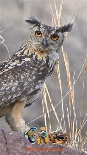 Indian Eagle Owl Silent King