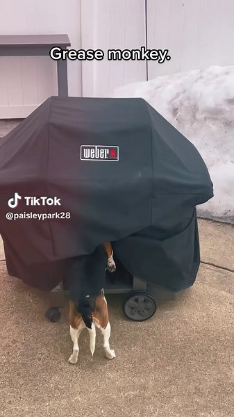 #beagle #beagles #beaglesoftiktok #dogslife