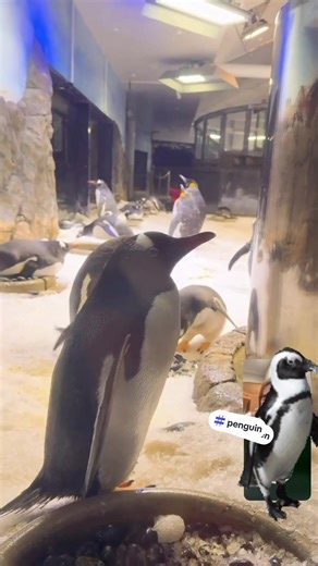 Relax with some #penguin at the #aquarium. @Cathy🇮🇪 @Teresa Scentsbymagz💜💜💜💜 @🇮🇪gillian_got_sleeved🇮🇪 @tinytrace @Sydney @Australia #sydney #australia #happy