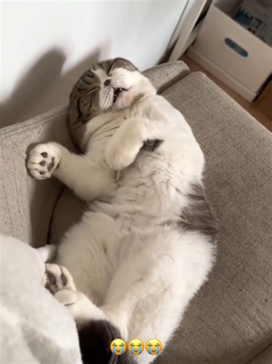 Cute Cat Video: Funny & Adorable Cat Moments