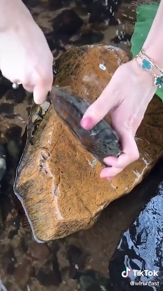 #Clamshell#pearl#Tutorials#food#decoration#cure#foryou