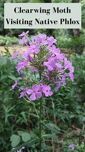 I had to chase this speedy little visitor, but it was worth it! This clearwing moth was moving so fast I couldn’t quite pin down the species (Hemaris species), but one thing’s for sure, it was loving the native phlox blooms. Clearwing moths are often mistaken for hummingbirds or bumblebees with their fast wings and hovering flight. Whether it’s the Snowberry Clearwing or Hummingbird Clearwing, both play an important role as native pollinators. | Rewild Alabama : Native Plant Conservation