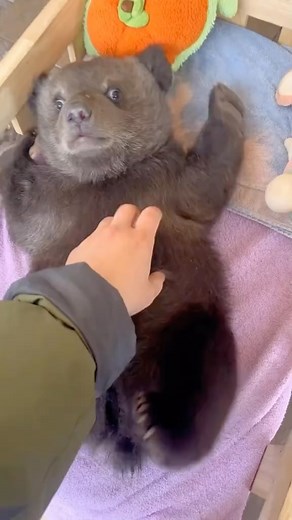 Adorably Cute Animals on Instagram: "Watch this adorable bear getting tickled, rolling on the ground with a big, joyful grin. 🐻😂 Its laughter and playful squirming create a charming and entertaining scene. Share this fun moment and watch the giggles spread! 😊 #TicklishBear #WildlifeFun #AdorableAnimals #ViralMoment #NatureLovers"