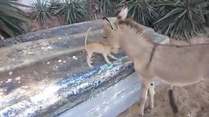 1.3K reactions · 343 shares | Friendship comes in all forms(∪ ◡ ∪)☆ | Adorable Kittens | Facebook