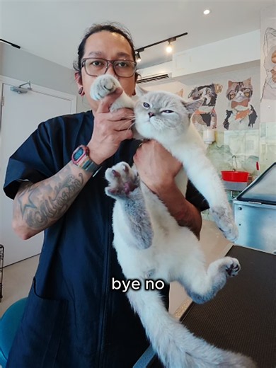 was told that this cat can be Spicy. Teddy is a male british shorthair mix. I was told by his mom that he can become spicy when being groomed. He did got spicy, but on my Spicy kitty scale, he is a Bell pepper spicy 😹. So cute and cudly Teddy.