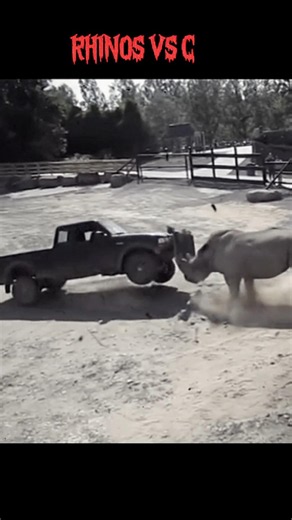 RHINOS scaring other animals vs the king