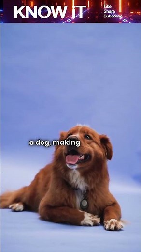 Are Dogs Color Blind? 🐶