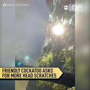 Dusty the friendly cockatoo just can’t get enough love from his human BFF! He even asks politely for more. 💕 | Localish