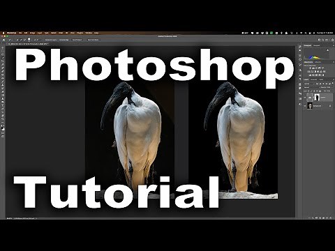 How To DARKEN Backgrounds Behind Plants & Animals