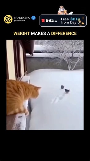 TRADEXBRO | Media on Instagram: "The post shares an video of an orange cat leaping from a snowy ledge to catch a bird, only to sink deeply into the powder while the bird flits away unscathed, captioned to highlight how weight determines outcomes in soft snow. This clip exemplifies physics in action: the cat's greater mass increases pressure on the snow (force per unit area, causing it to compact and sink, unlike the bird's negligible impact, as supported by studies on snow mechanics in journals 