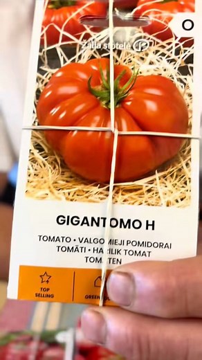 #Seminte1 #seminterosii #RosiiGigant #tomato #bio #gigantomo #viral #semintelegume #gradina #agricultura | Seminte 1