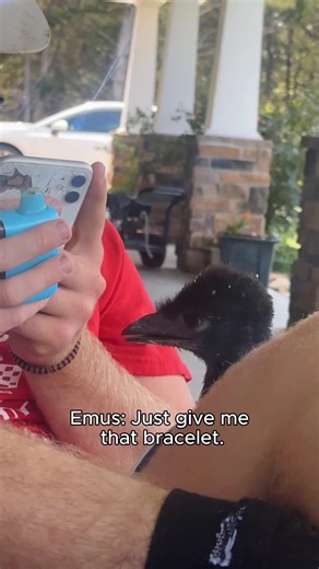 My emu’s IQ: hit or miss, Schrödinger’s emu fr 😂👀#fyp #foryou #animals #funny #Tiktok