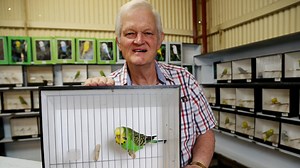 Huge rise in bird entries at Cairns show