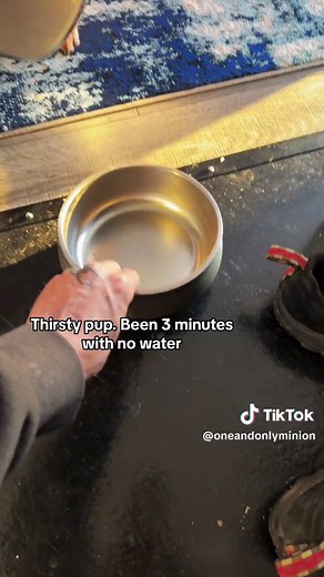 #Theoneandonlyminion #farmdog #smalldog #thirstydog #narrowayhomestead