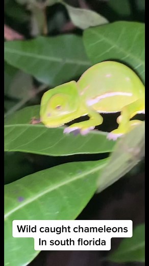 Adorable Baby Chameleon Found Sleeping in the Woods
