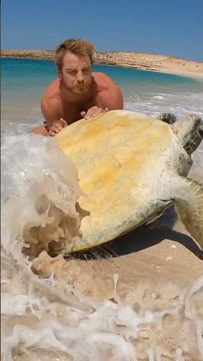 Stuck Sea Turtle on Remote Island